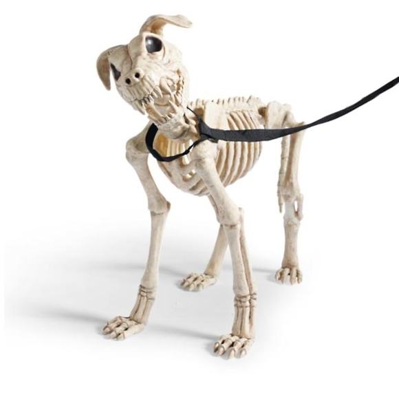 Grandin Road Shadow the Skeleton Dog on Leash large - Picture 5 of 9
